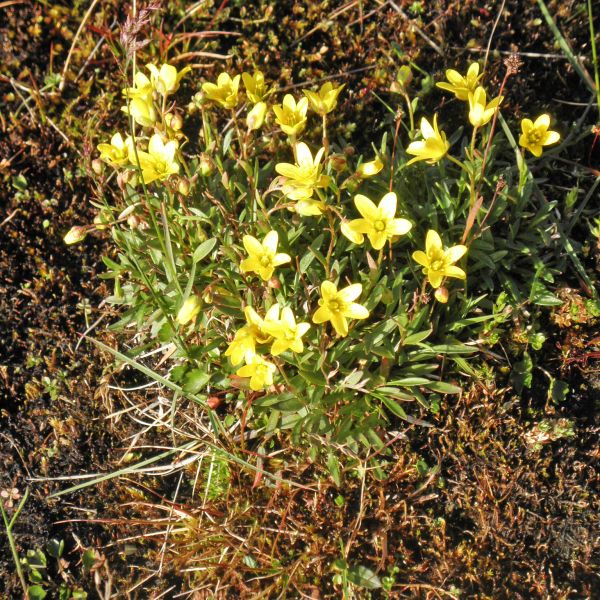 Saxifraga hirculus compacta Svalbard Longyearbyen 2014 7 A.Elven a